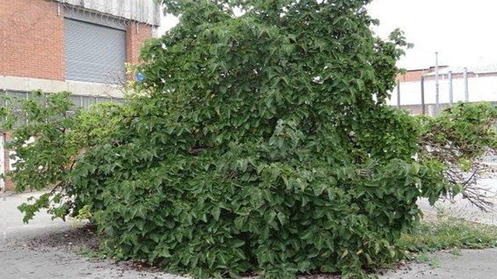 The mulberry bush