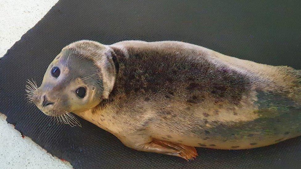 Seal at the hospital