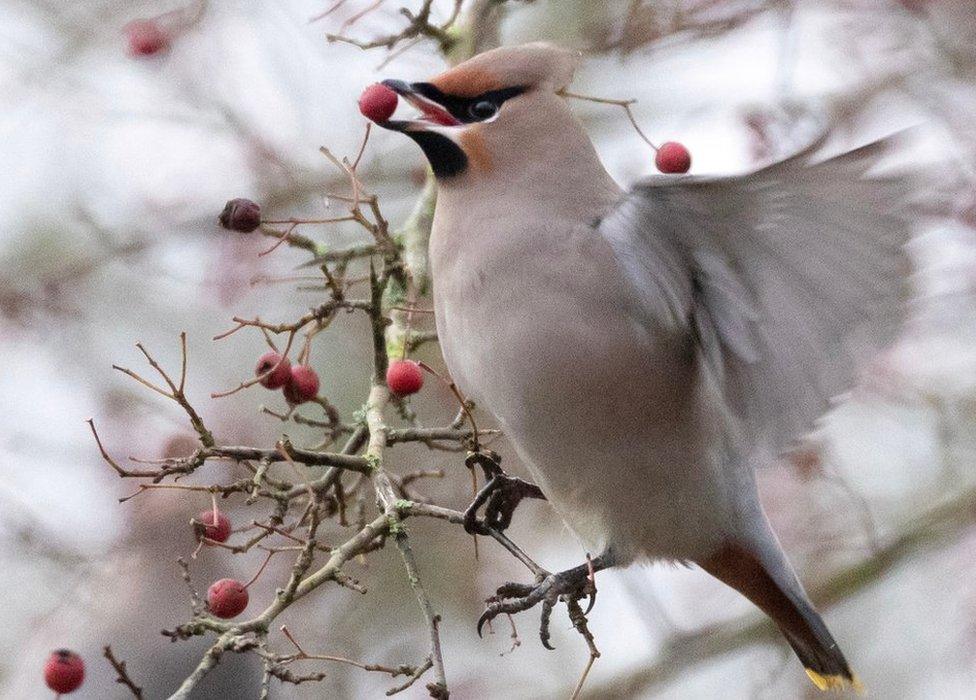 Waxwing