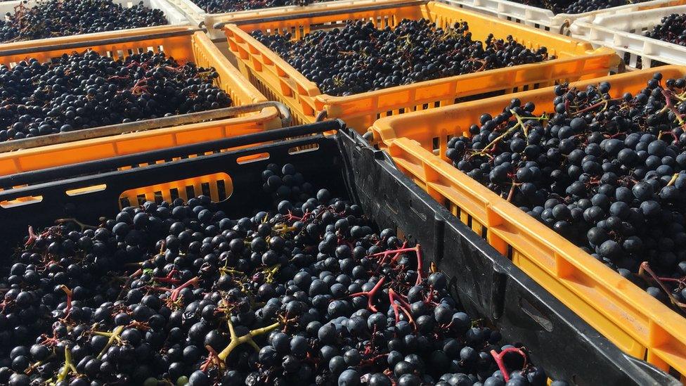 Grapes harvested in Conwy