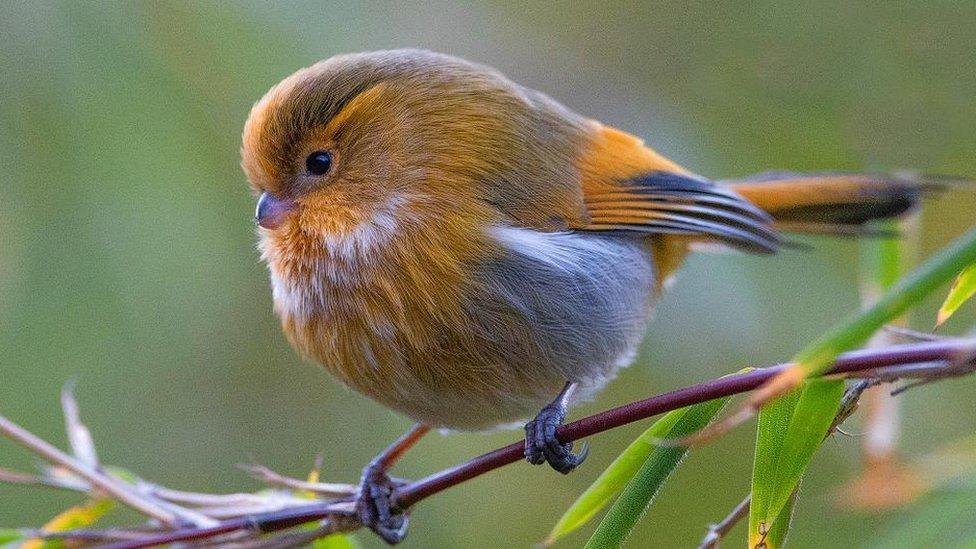 Parrotbill