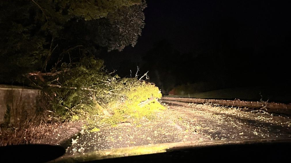 Fallen tree on road