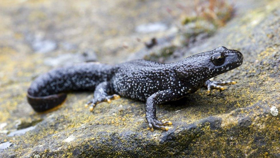 Great crested newts