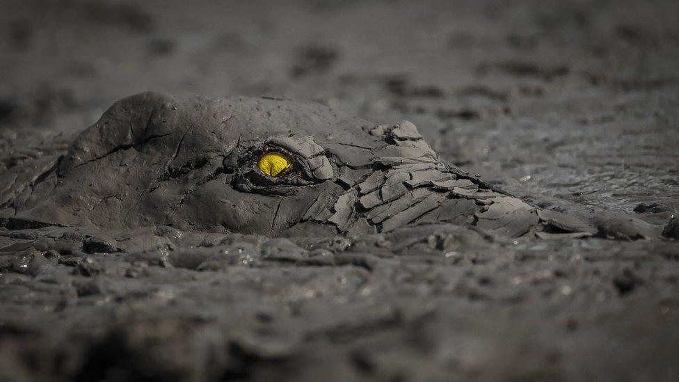 A crocodile's eye peeks through the surface of a very muddy lake. Its head is completely hidden except for the bright yellow eye.