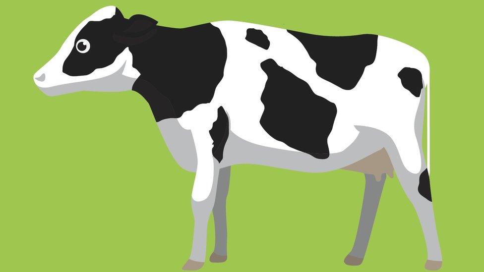 cow cartoon