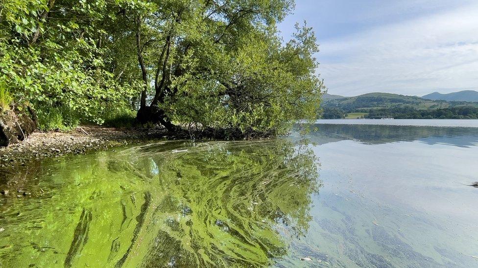 A blue-green algae bloom at Windermere earlier this year