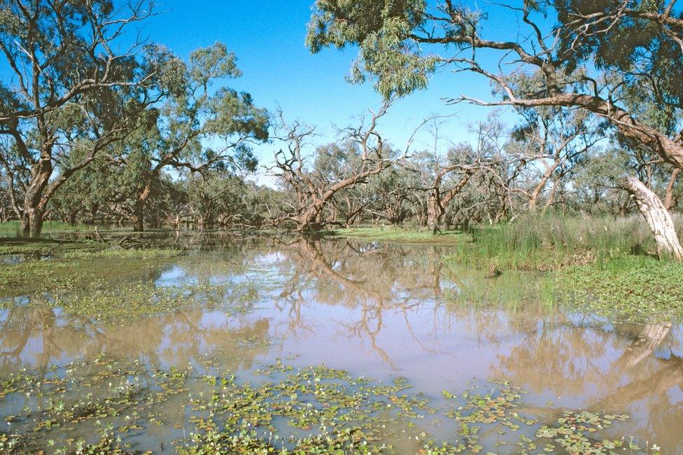 A box swamp in the far northwest of New South Wales with nardoo (Marsilea drummondii) floating in the foreground