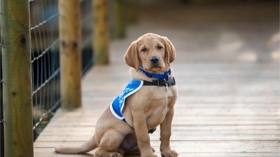 Veterans With Dogs puppy