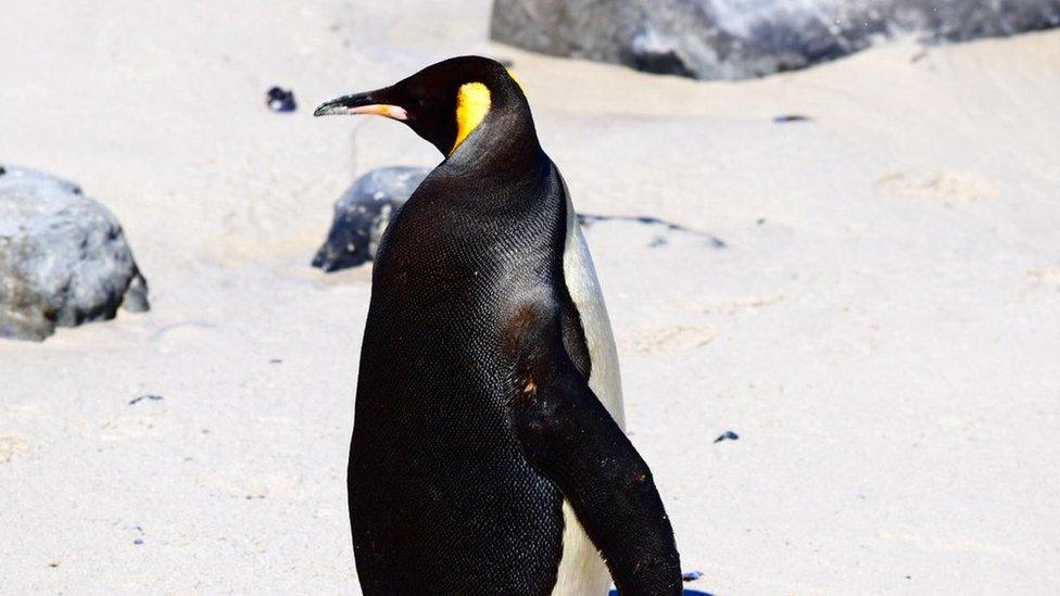 King Penguin on the beach