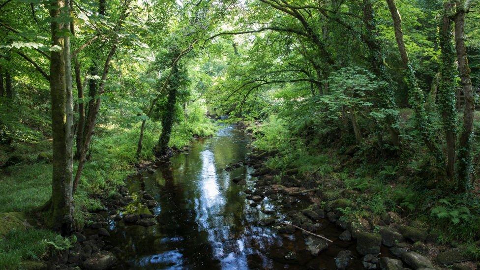 River Teign near Chagford on Dartmoor