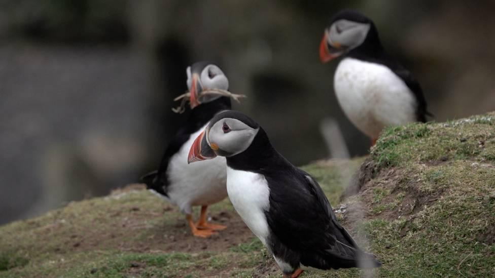 Puffins on Skomer