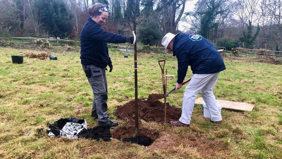 tree planting