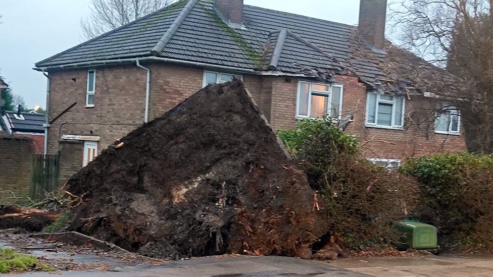 A tree is brought down in storms in Essington, Staffordshire, landing on a house and damaging roof tiles and front of property. The roots have upended a huge section of ground as the tree was toppled.