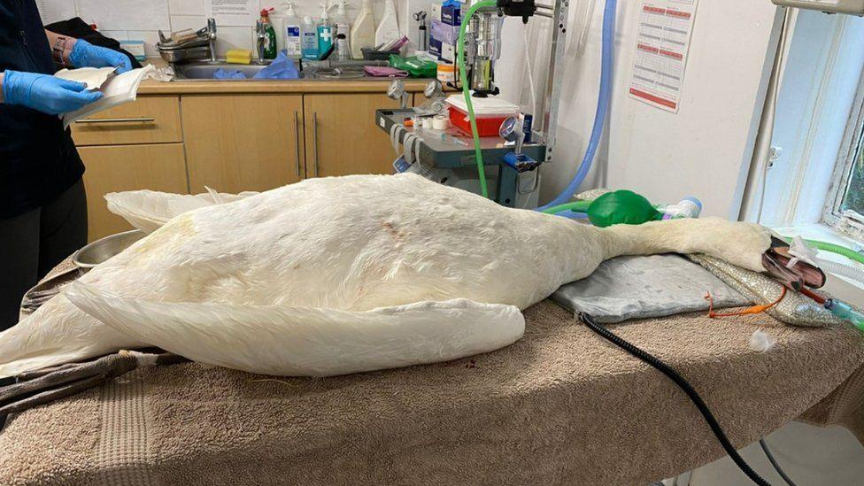 Swan lying on animal hospital bed with medical equipment surrounding him.