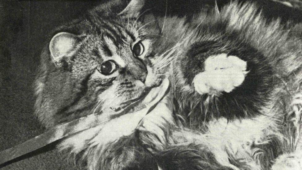 Tabby Cat