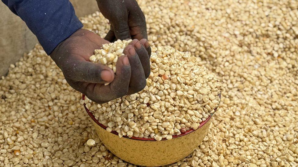 A yellow painted metal red-rimmed bowl full of maize is being filling from a container full of dried kernels. A man's hand holds the bowl and his other is cupped and filled with maize - Gwoza, Nigeria, July 2025.