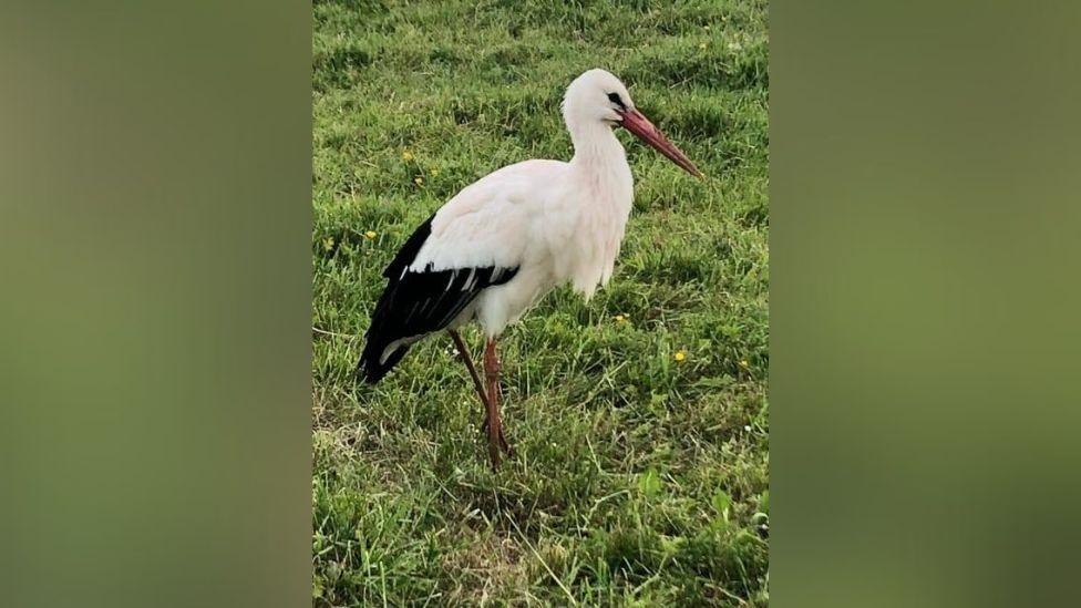 A white stork standing on grass, the bird has white feathers with a black tail and long brown legs and a long orange beak.