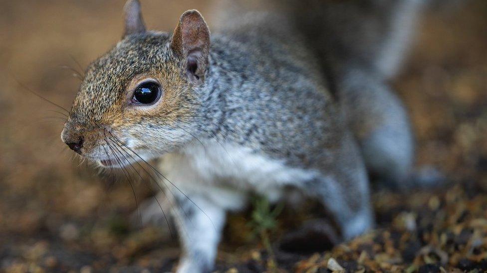 A close-up image of a grey squirrel, with its slightly gingery face and white chest