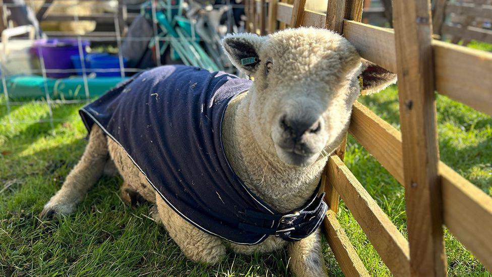 A white sheep, looking at the camera, lies in a wooden pen while wearing a blue jacket, at the Driffield Show