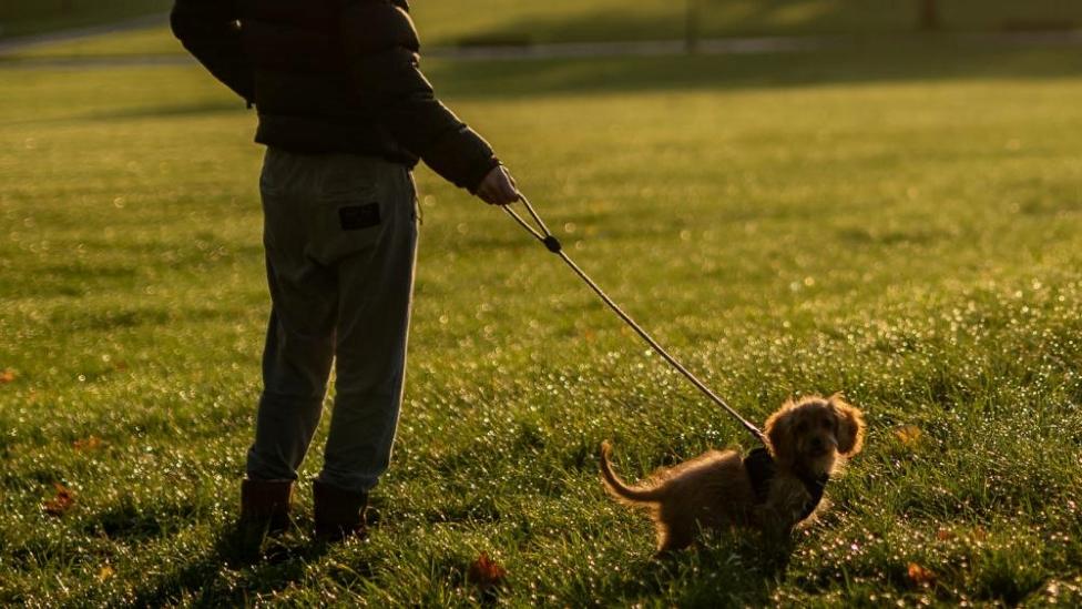 Dog on a lead