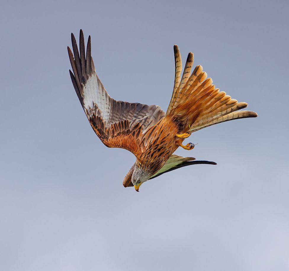 Red kite bird flying