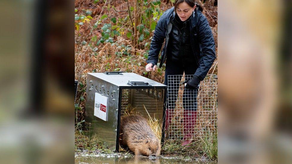 A woman wearing a black waterproof coat, black trousers and pink wellies holding the door of an open cage with a beaver coming out of it. There's lots of undergrowth behind her and a body of water in front of her.