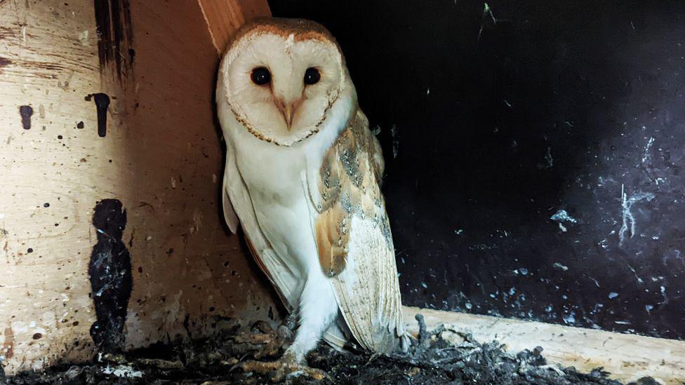 An adult barn owl inside a nesting box.