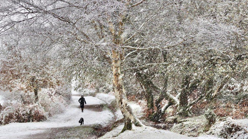 Snow falling with person running along a track with dog, trees line both sides.