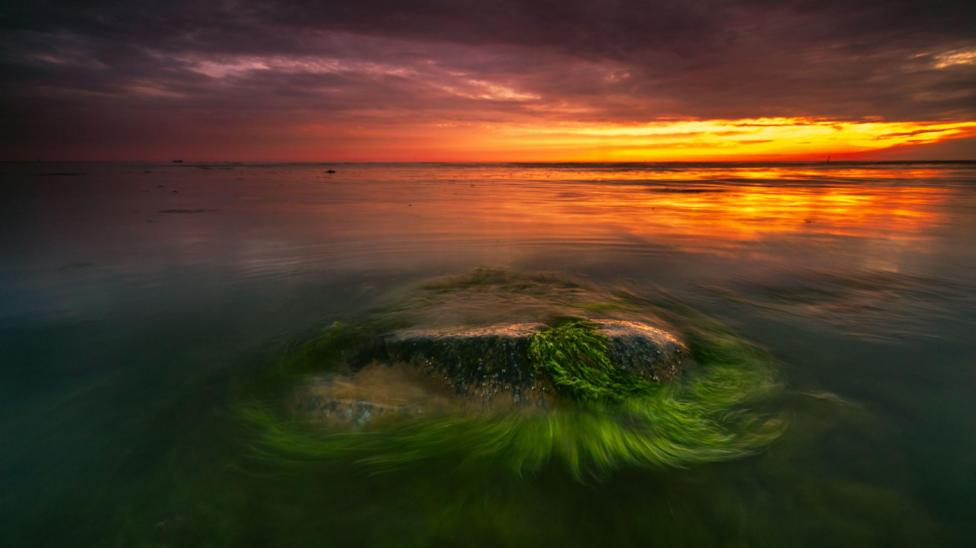 Researchers bring prehistoric algae back to life - BBC Newsround