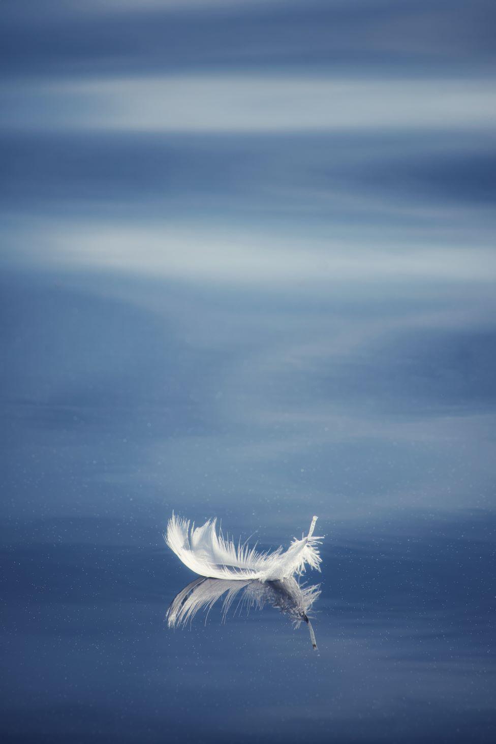 Feather on water