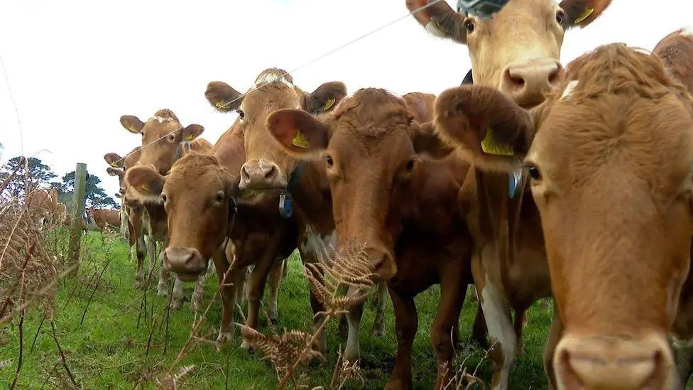 A line of cows behind a fence 