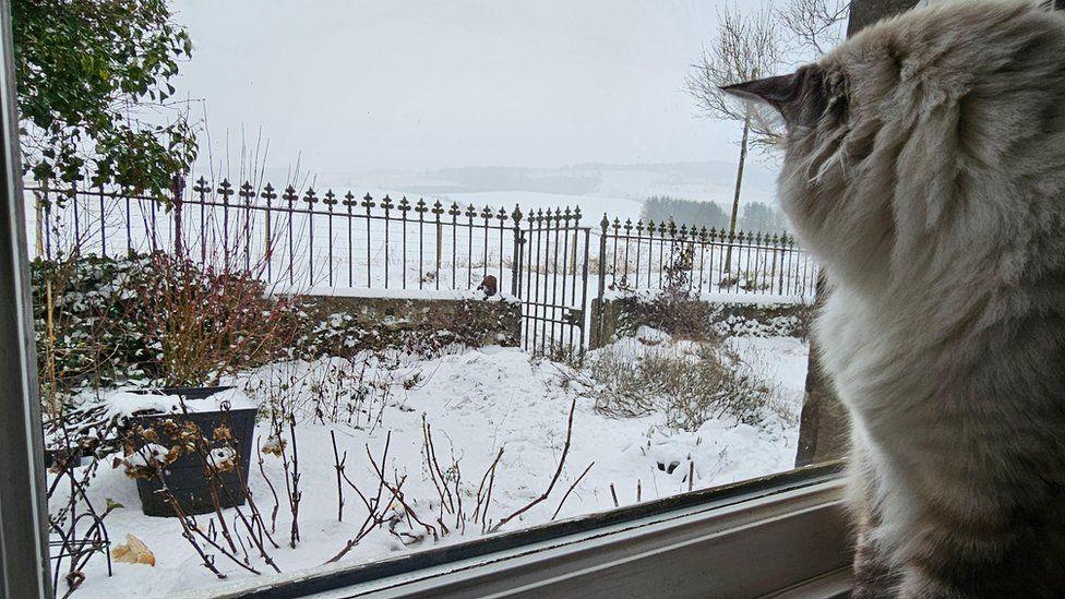 A curious cat staring out a window, looking at the snow that covers their front garden and fields beyond in a snowy Bridgend, Aberdeenshire.