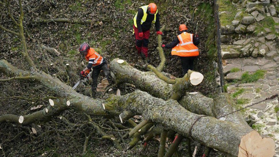 Three people in bright orange helmets and high vis clothing dismantle the trunk of the tree. One is using a chainsaw while the other two are holding on to a branch