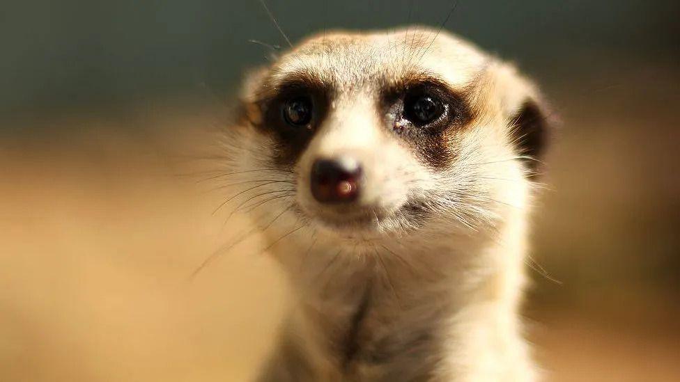 The face of a meerkat with the background out of focus