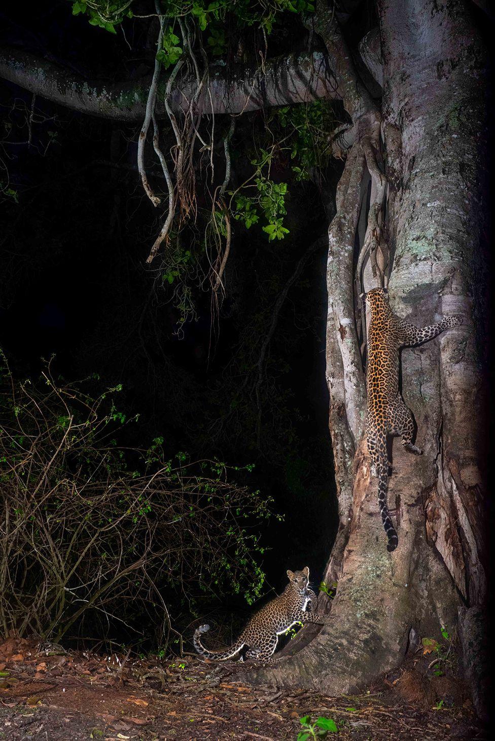 A mother leopard scales a tree with effortless grace, her cub watching from below before following her lead.