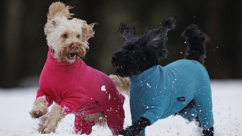 Cockapoo Luna (left) and Daisy play in the snow during a walk at Sixmilewater Park in Ballyclare, Northern Ireland.