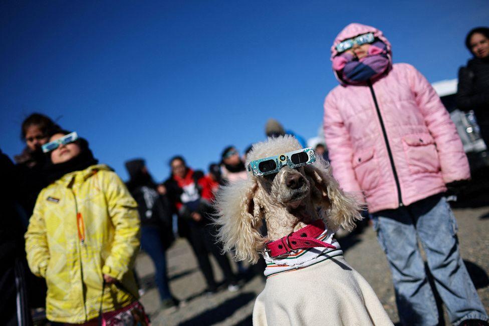 Dana the dog wearing protective glasses, as people watch an annular solar eclipse, in Las Horquetas, Santa Cruz, Argentina, 2 October, 2024.