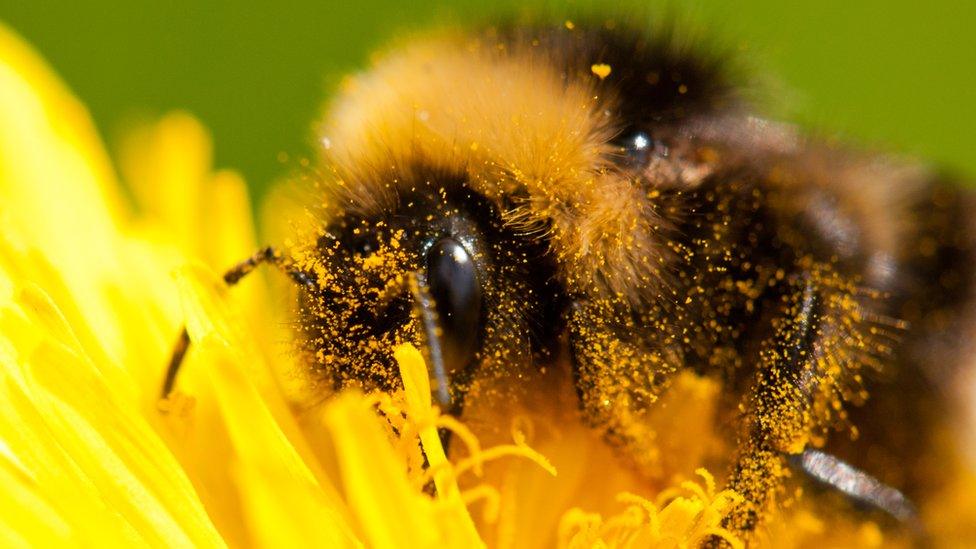 Rachael Hunter said she was just beginning to see bumblebees