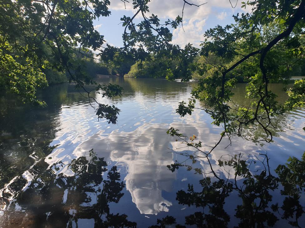 Tree branches hang above water that is reflecting a cloudy sky