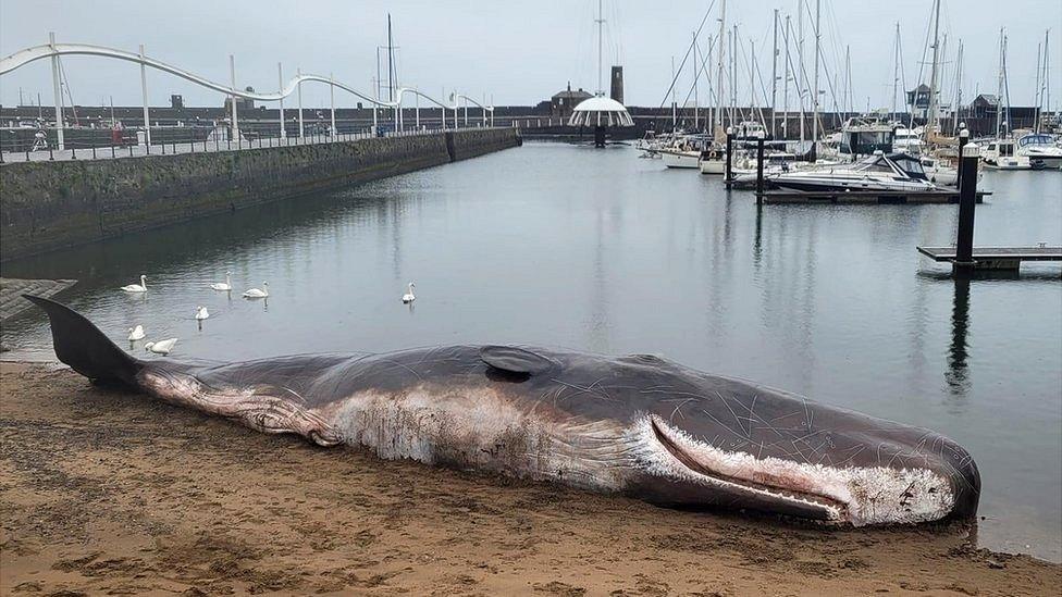 Replica whale at Whitehaven