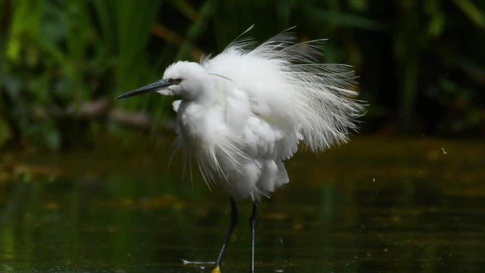 Egret