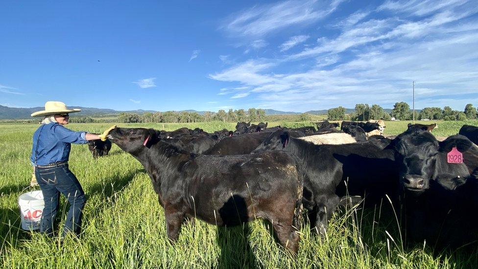 Marsha with her cattle