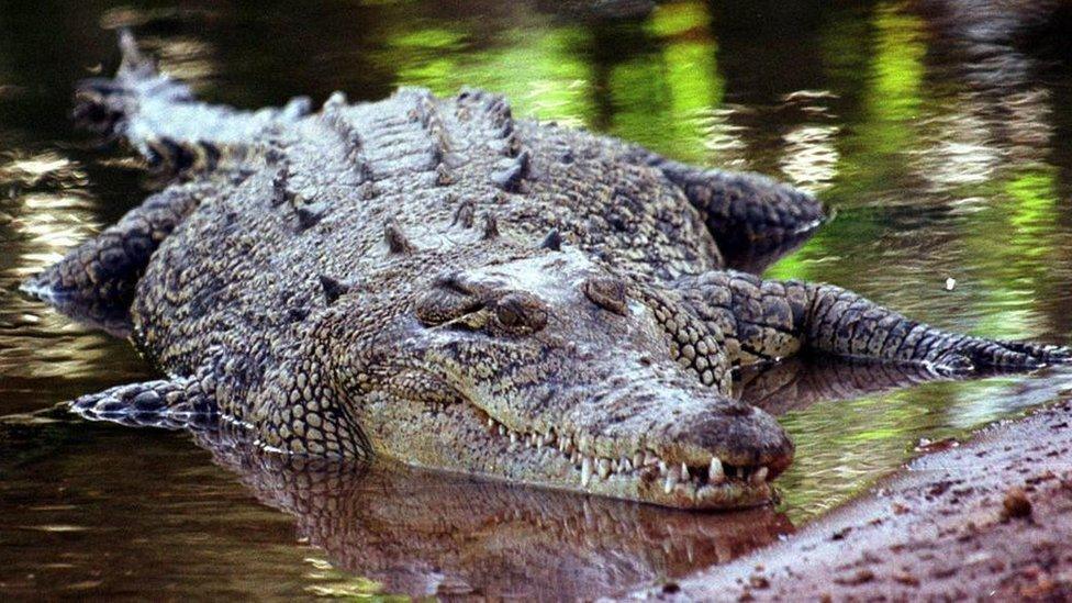 14-foot crocodile, in northern Queensland, Australia