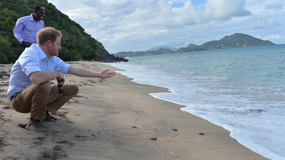 Prince Harry releases baby turtle in Nevis