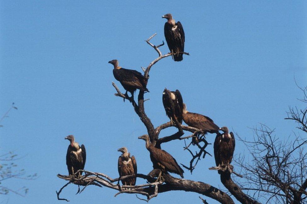 Indian white-rumped vulture