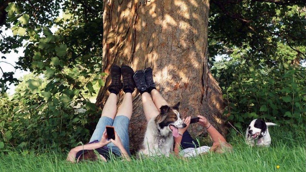 Two people and two dogs sitting under a tree