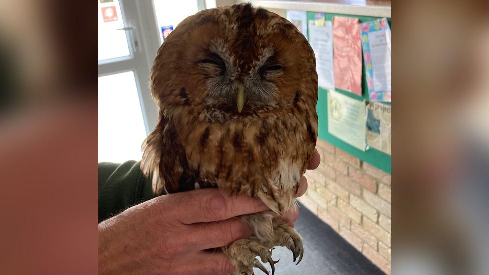 Owl after being rescued from a fireplace