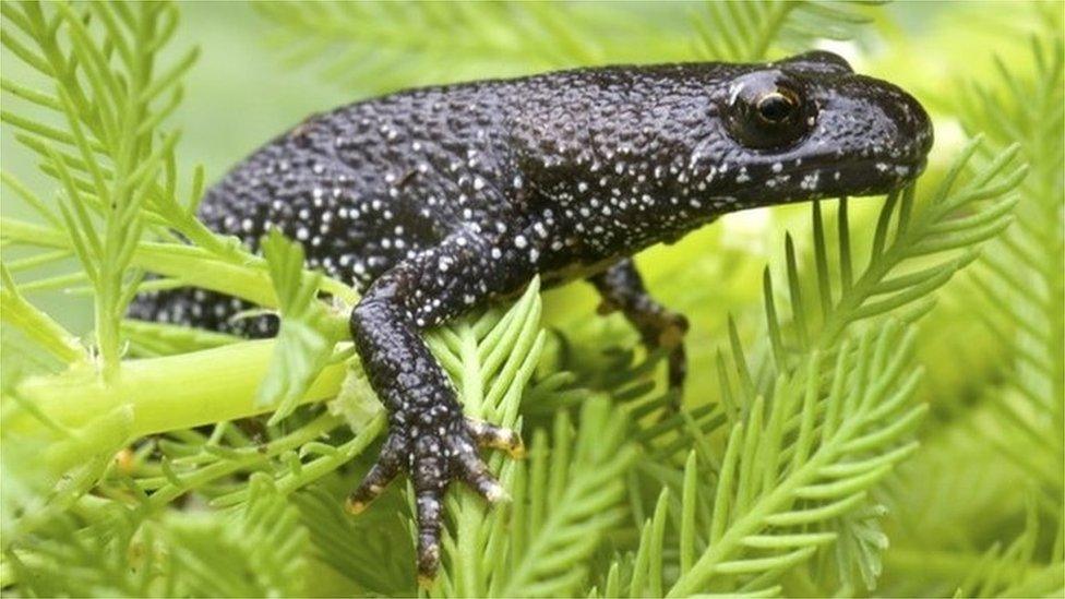 Great crested newt