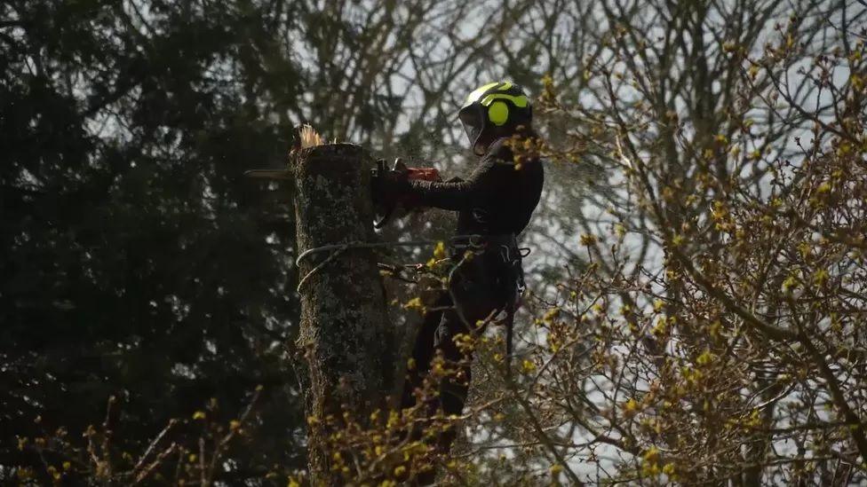 Tree cutting