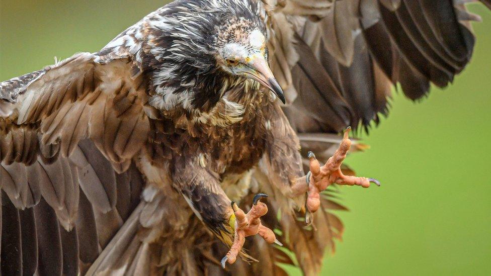 Egyptian vulture